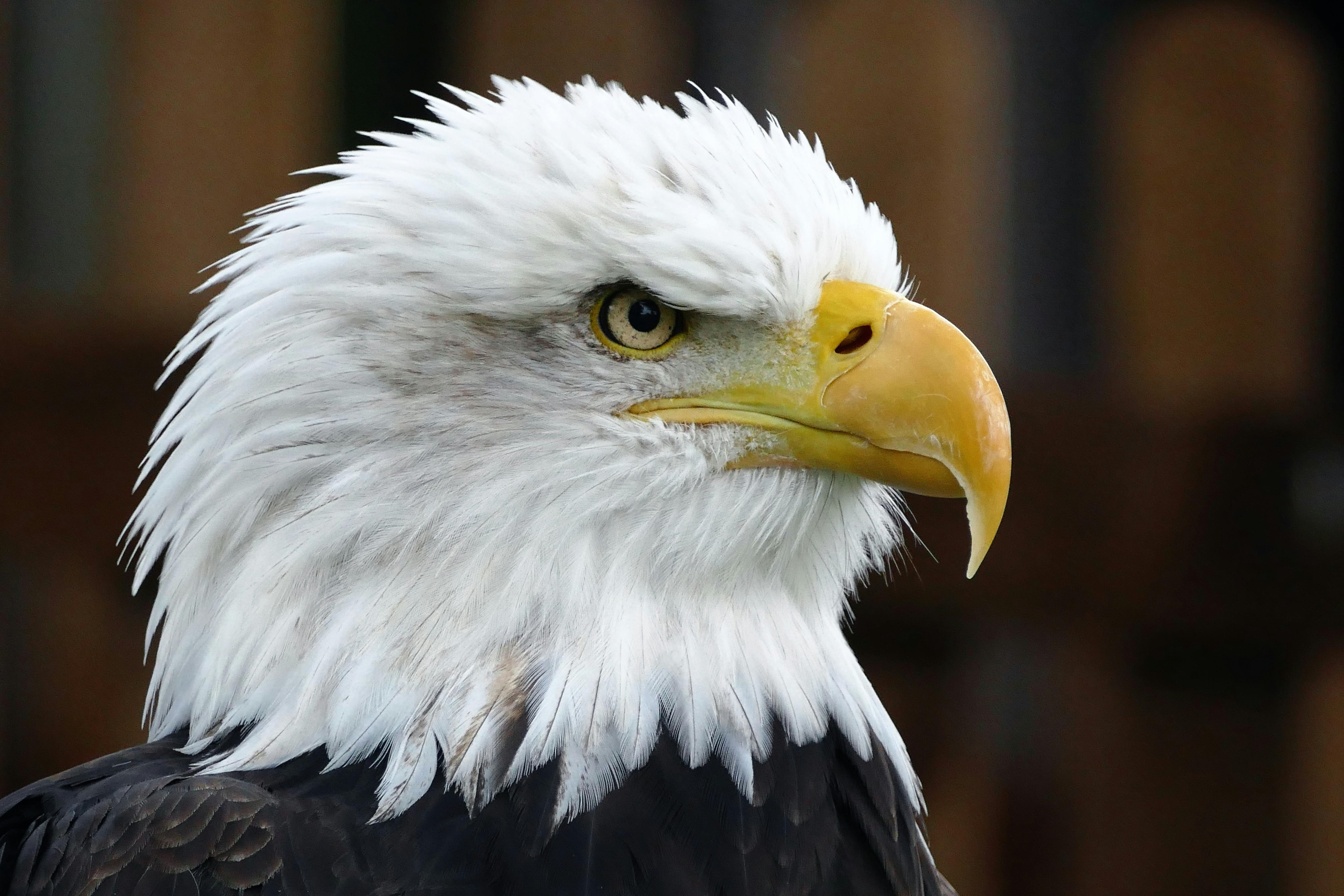 Dynamique du marché : American Eagle s'envole, BYD ajuste ses prévisions, l'or atteint un niveau record