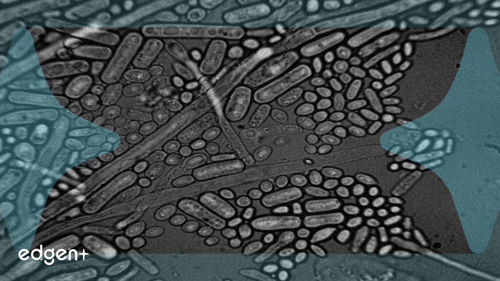 Cullinan Therapeutics Hisseleri Klinik Veri Gecikmeleri Nedeniyle Önemli Düşüş Yaşadı