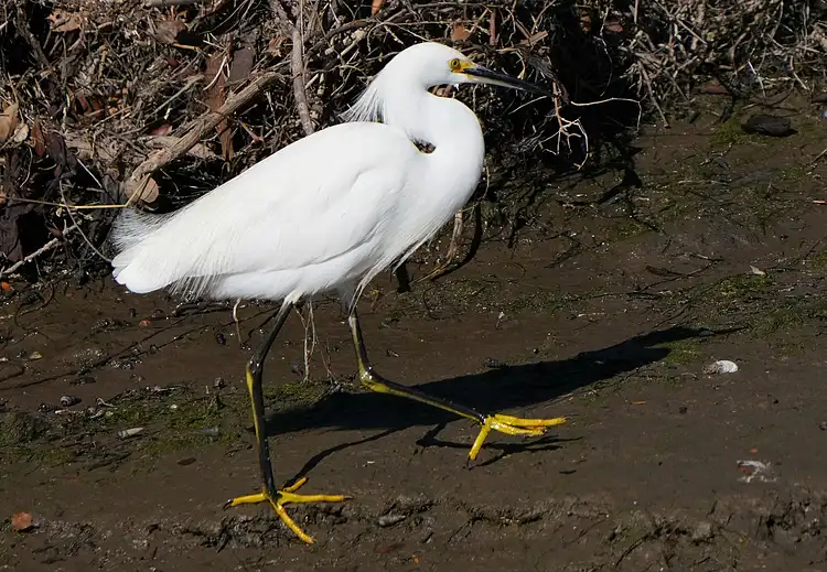 Novartis, Tourmaline Bio'yu 1,4 Milyar Dolara Satın Alarak Kardiyovasküler Boru Hattını Güçlendirecek