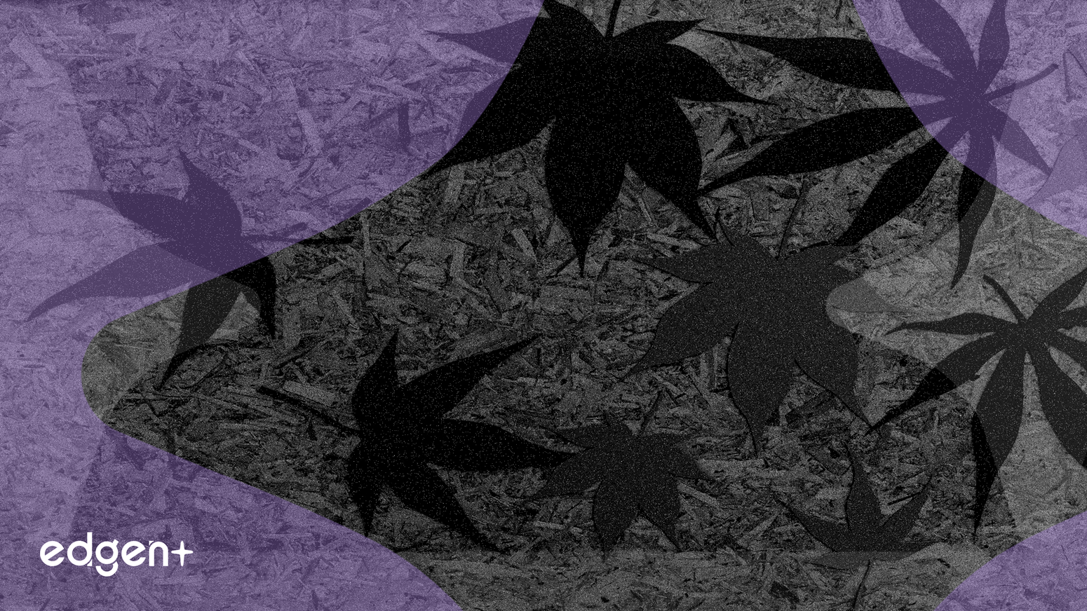 Trump, Esrarın Yeniden Sınıflandırılması Sinyali Vererek Kenevir Stoklarını Ateşledi