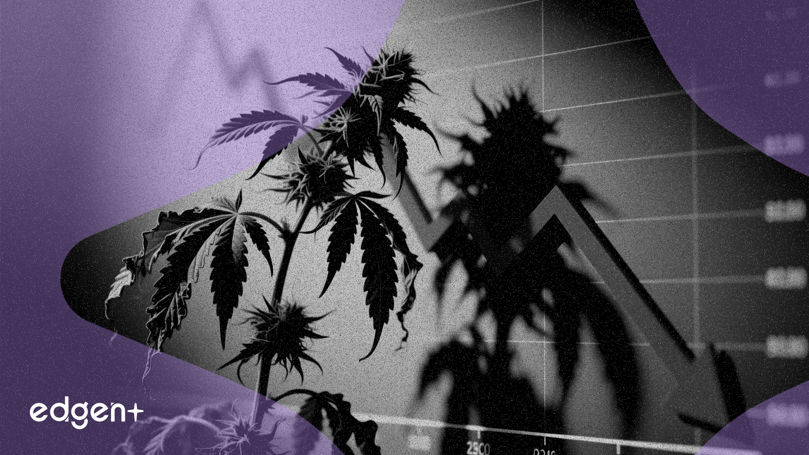 Canopy Growth anticipe une baisse de 5,3% de son chiffre d'affaires au T3