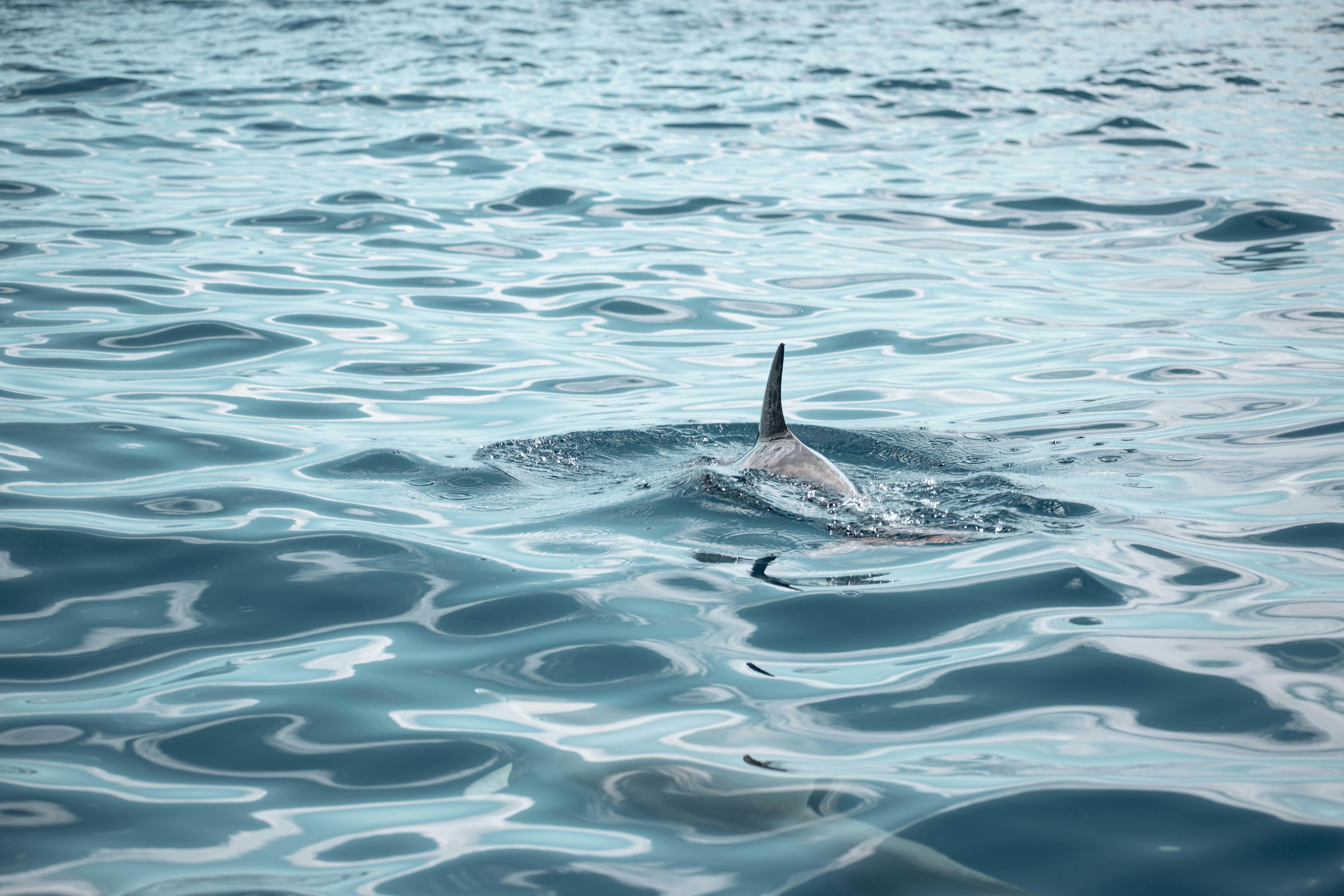 SegaSwap, Sonic SVM DeFi Ekosistemini Güçlendirmek İçin 10 Milyon Dolarlık Tohum Finansmanı Sağladı