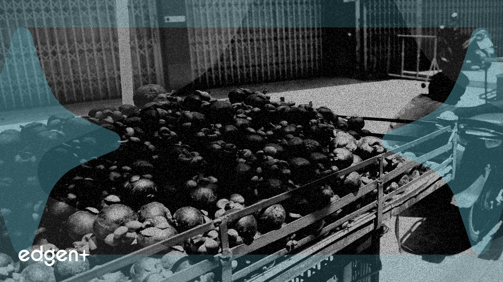 Mission Produce Q4 Profit Faces 32% Decline on Lower Avocado Prices