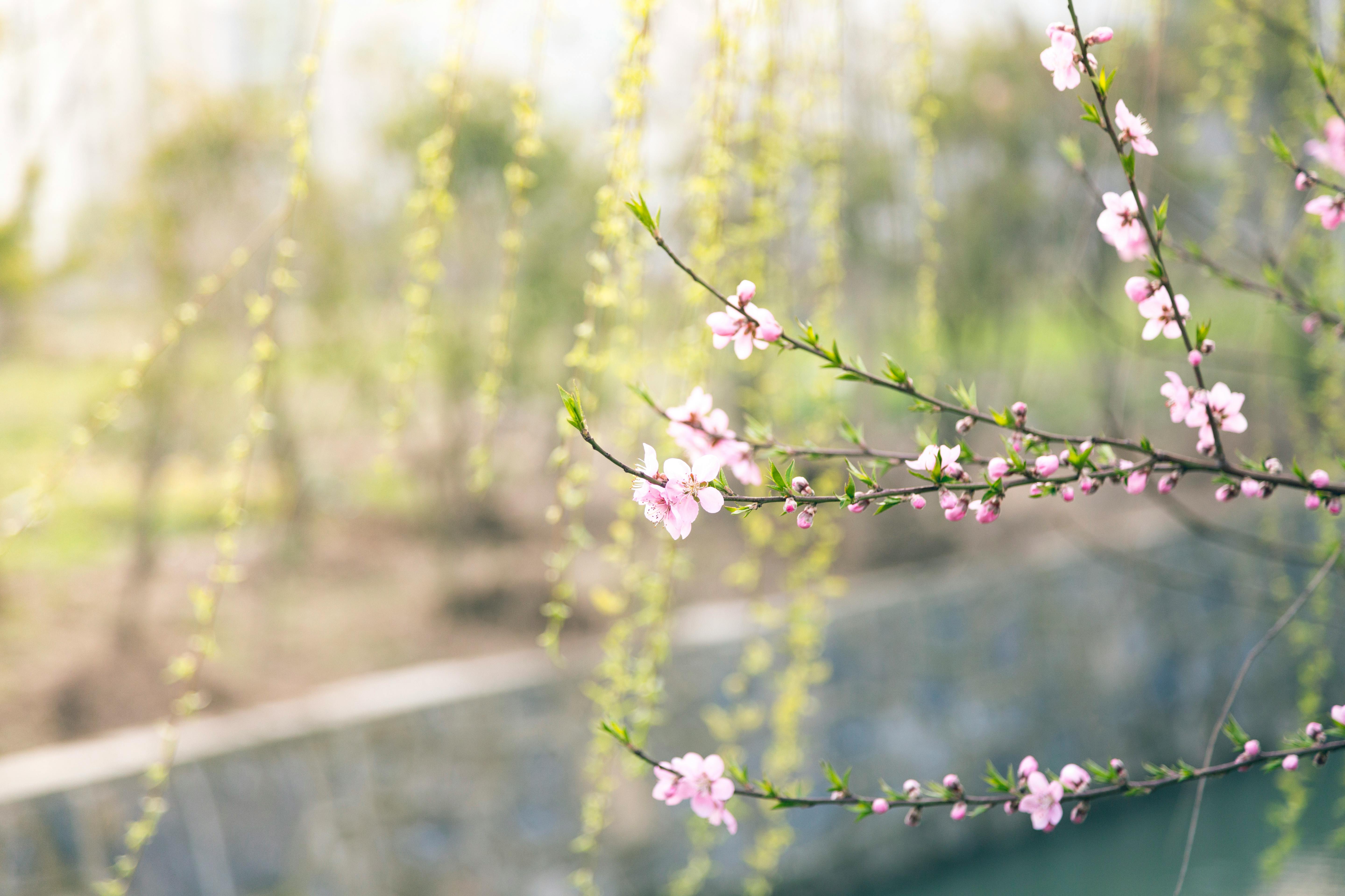 Regulatory Bodies Issue Warnings Against 'Peach Blossom Spring NFT' Over Alleged Illegal Financial Activities