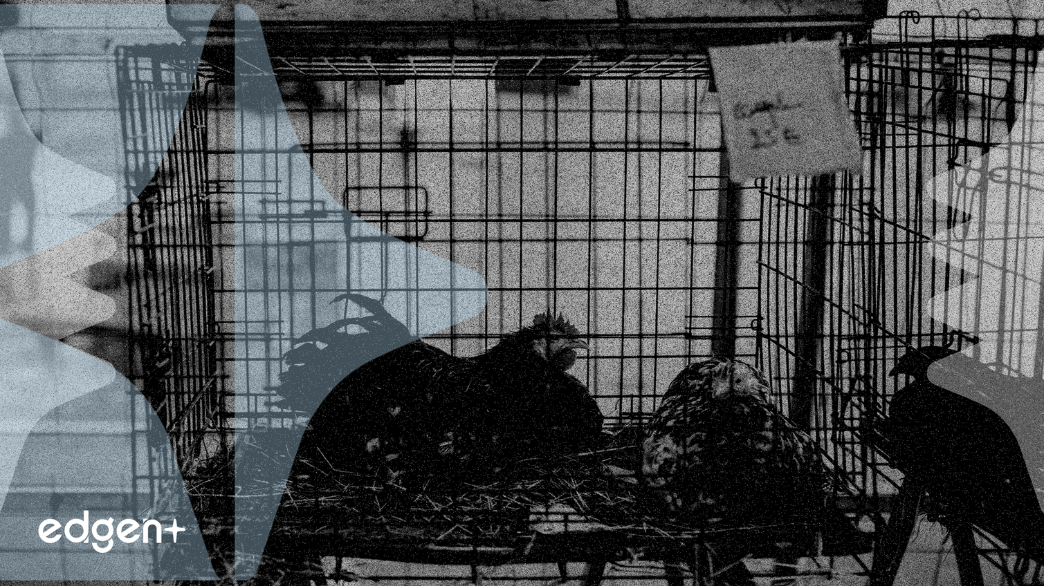 Subvención de 2,6 millones de libras del cofundador de Facebook impulsa normas agrícolas más estrictas en el Reino Unido