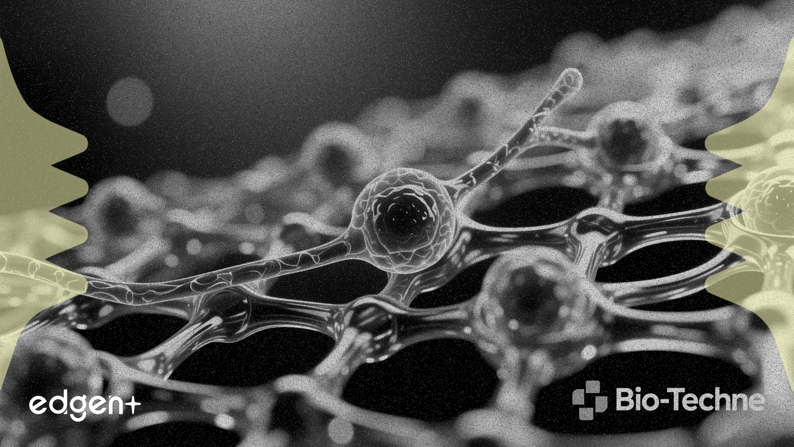 Bio-Techne étend son portefeuille de cellules souches avec un hydrogel synthétique