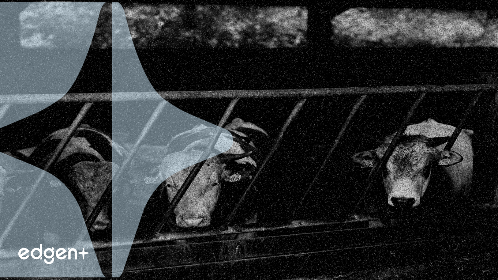 Tyson Foods règle un litige antitrust pour 55 millions de dollars, l'attention se porte sur la rentabilité