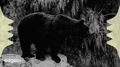 Autoscope Technologies Q3 Revenue Drops 45%, Resulting in Net Loss and Stock Underperformance