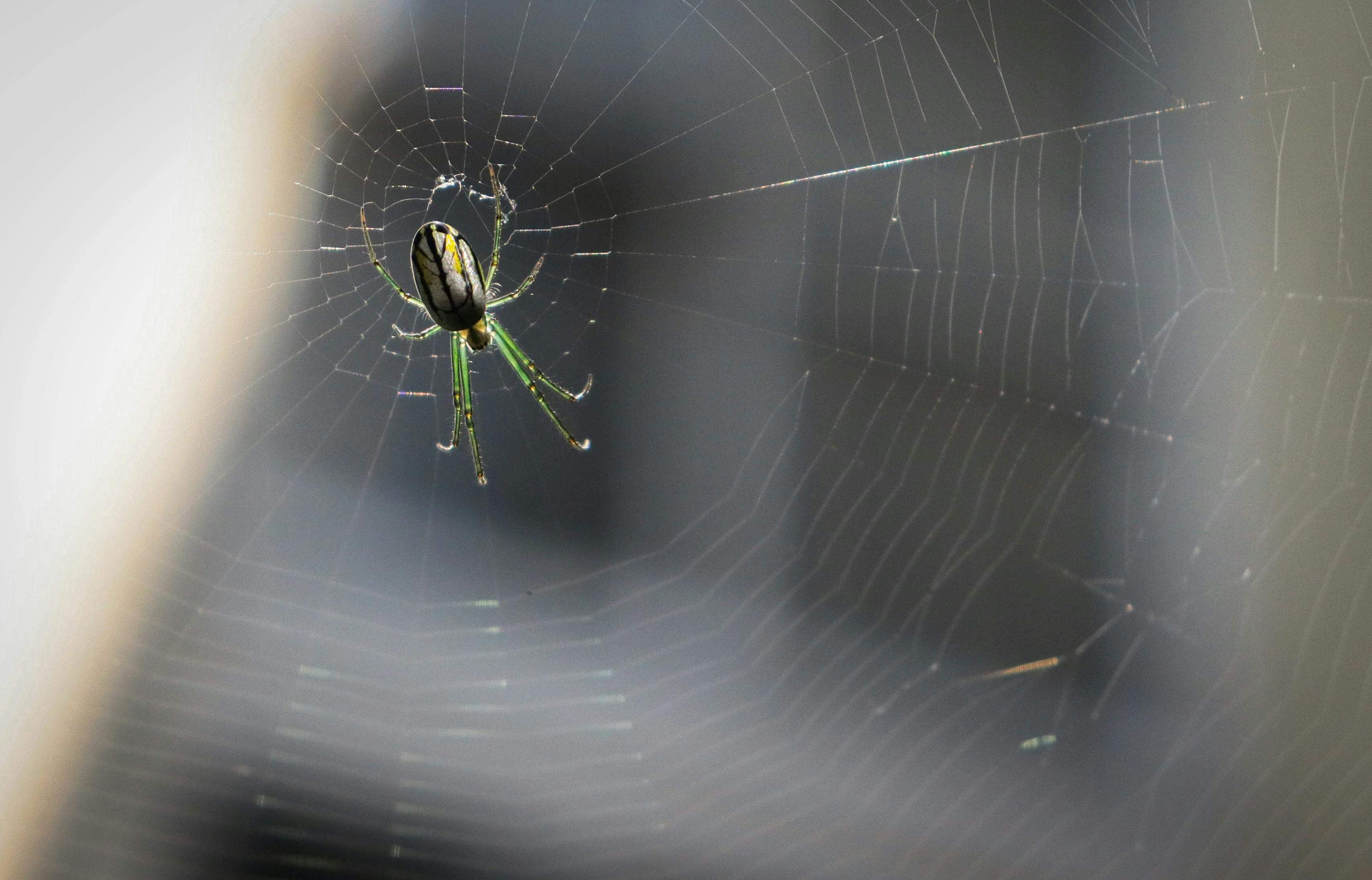 아발론 파이낸스, USDa 보유자 및 활성 사용자 대상 $AV 토큰 에어드롭 확정