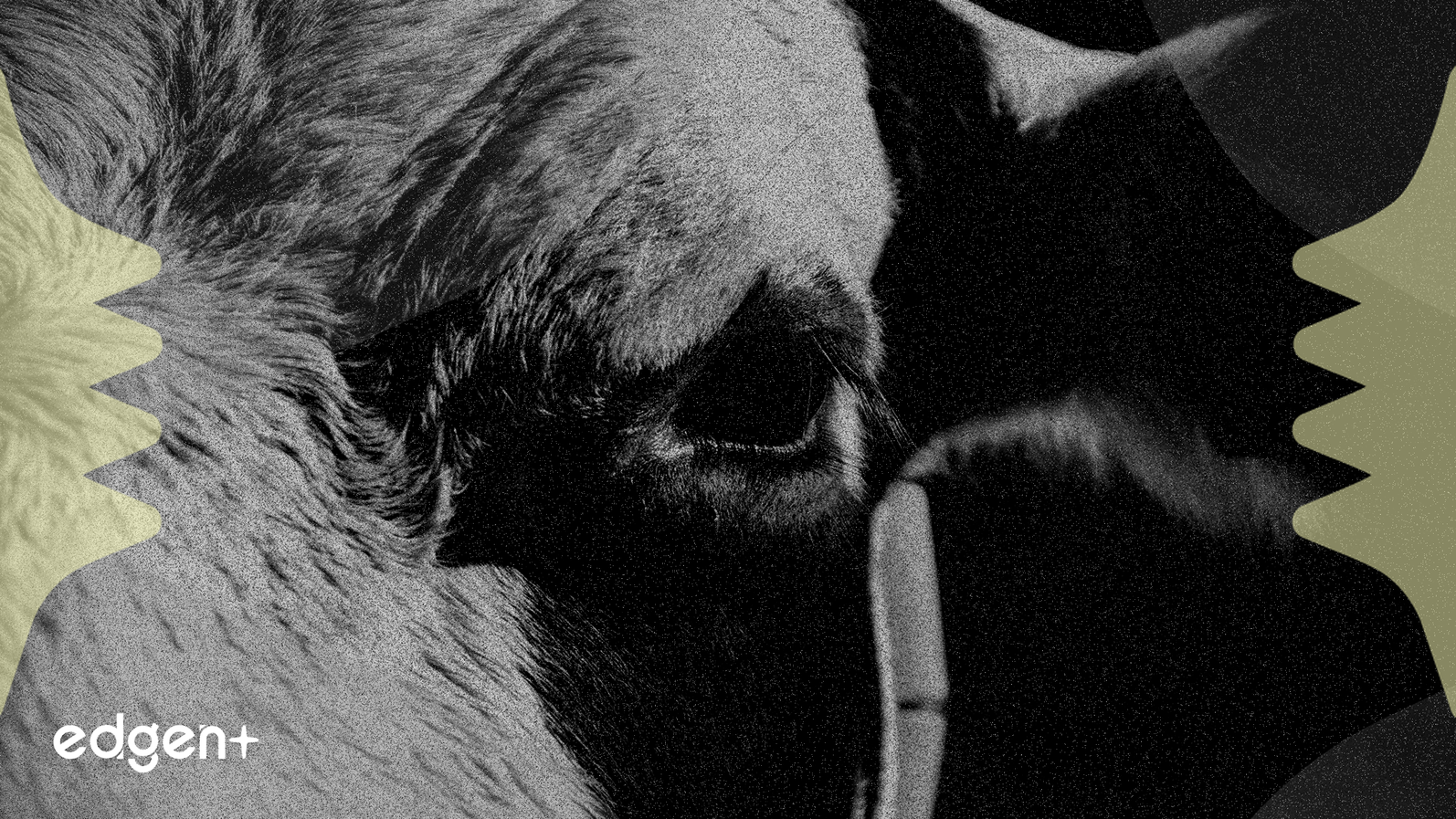 Elanco Rating Upgrade Signals Bullish Outlook