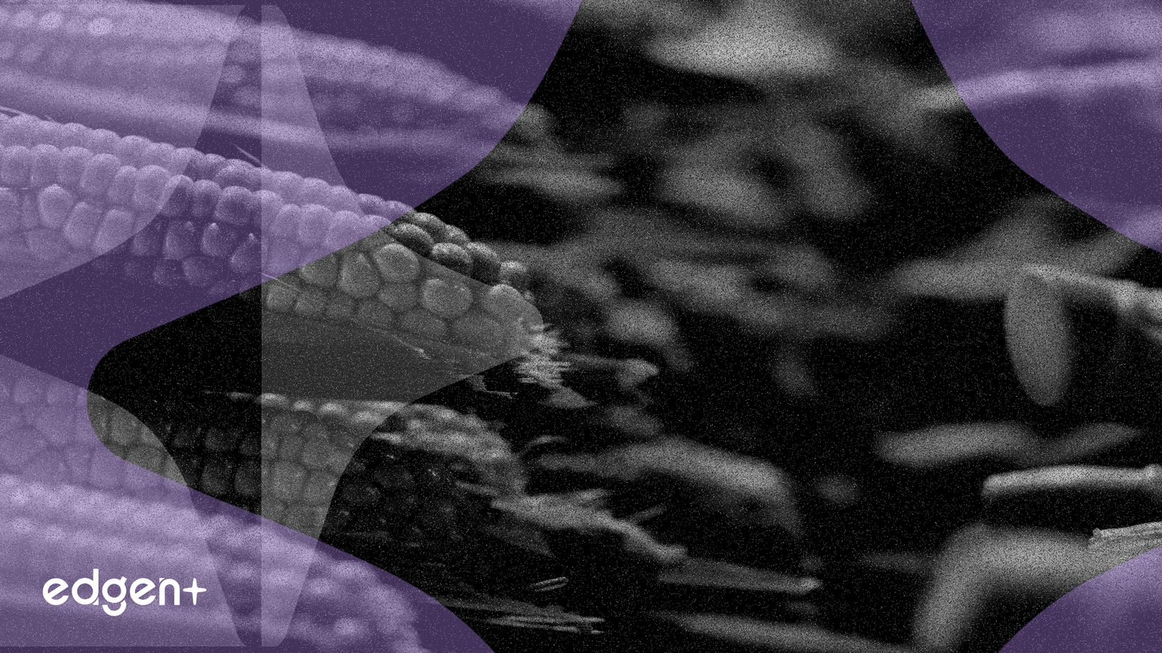 Corteva gagne 18%, les analystes prévoient une hausse supplémentaire de 15%