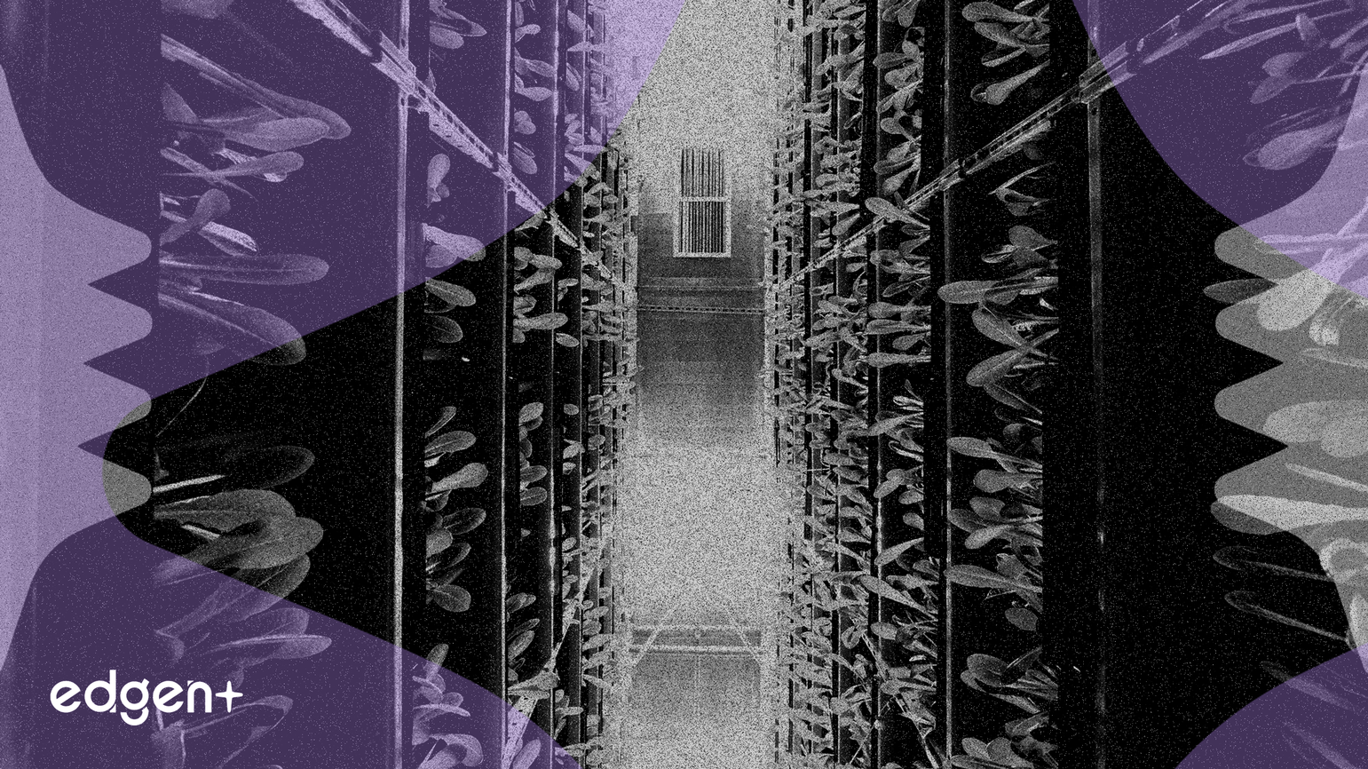 Nvidia prévoit une ferme de serveurs IA de 1,5 milliard de dollars en Israël