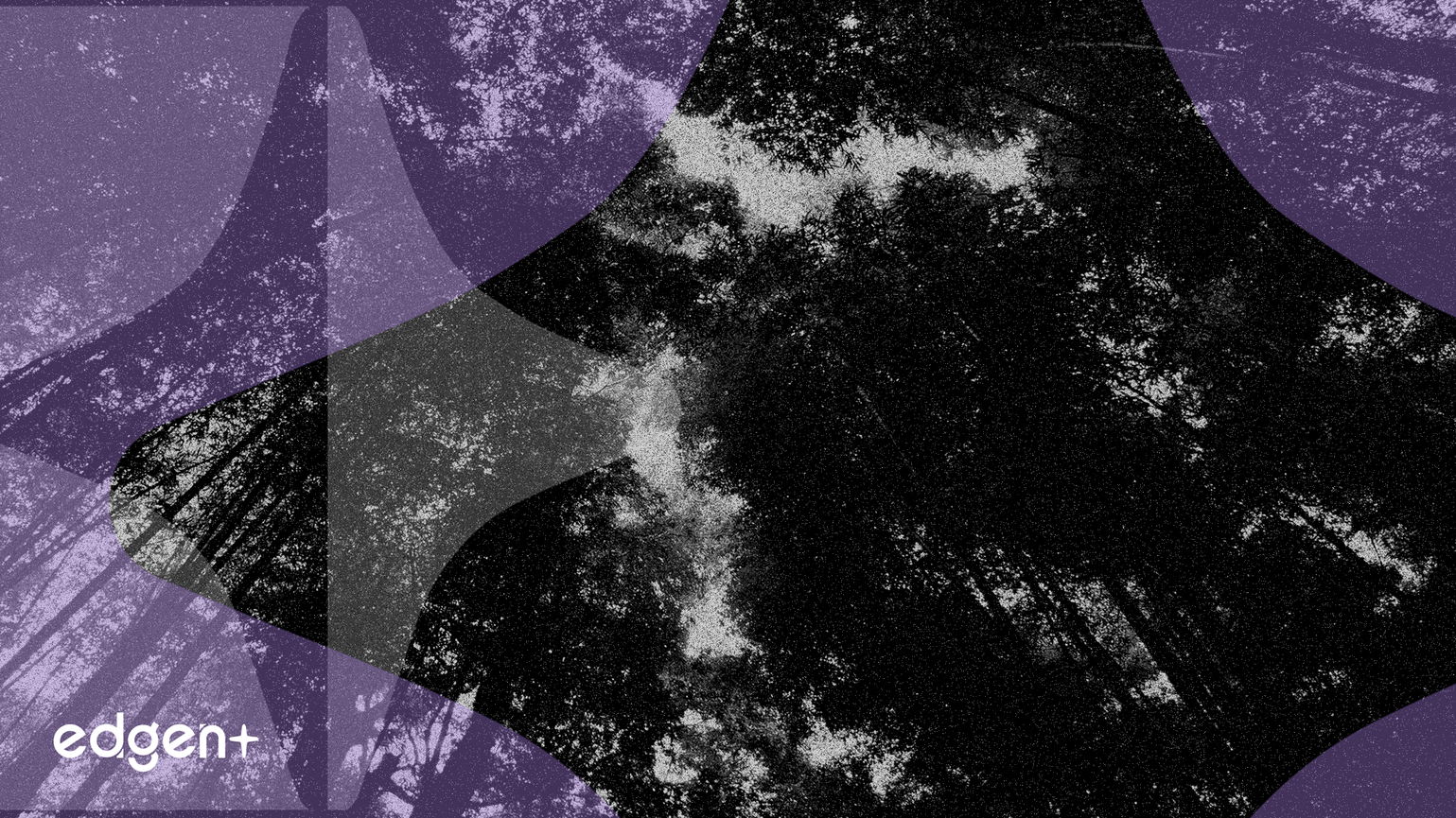 카본 스트리밍, 파나마 재조림 계약 조정