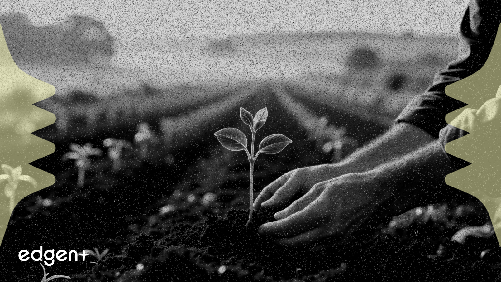 CNH lanza proyecto ESG en el Reino Unido para plantar 200 árboles