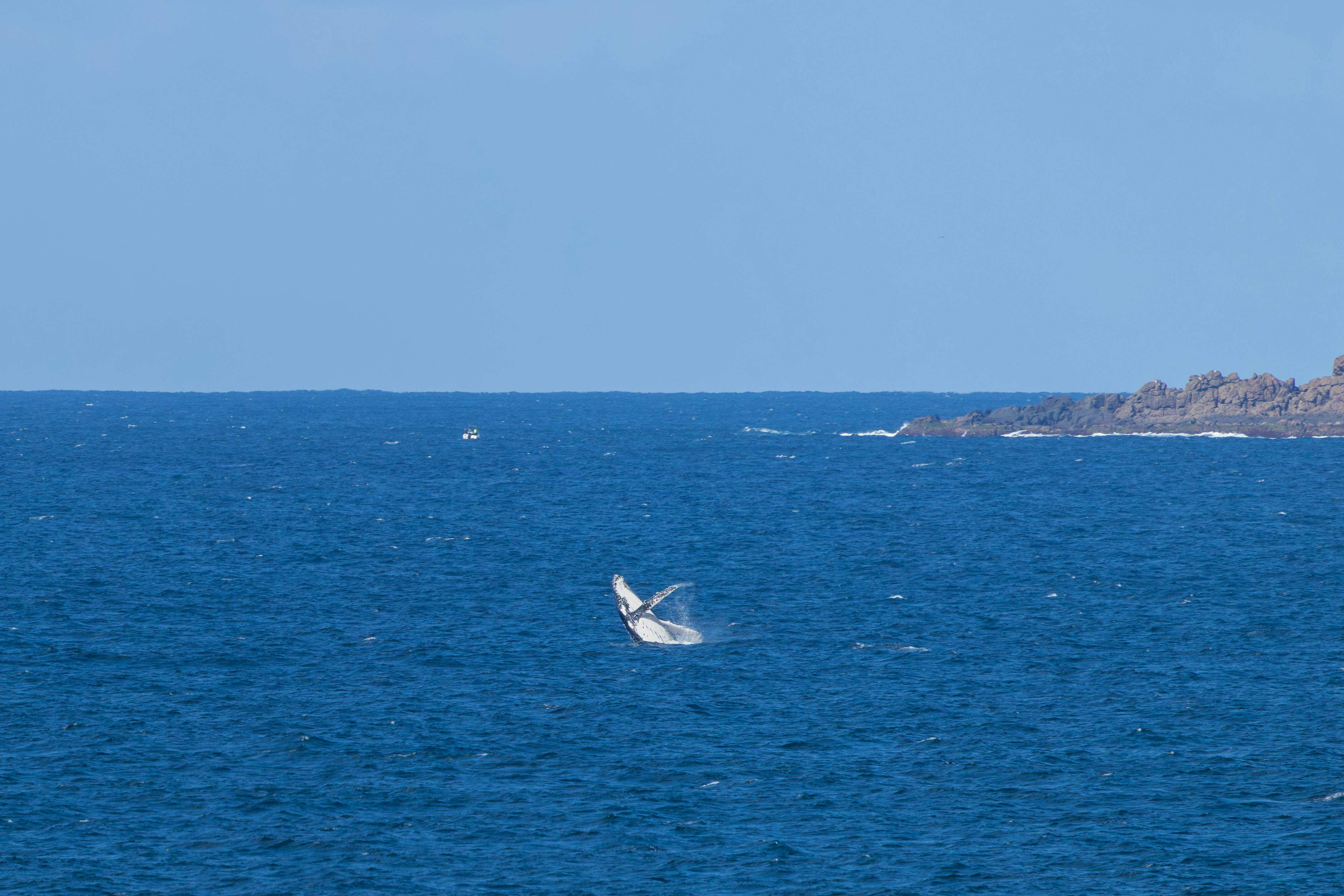 Balina AiMFH9, 53.194 SOL'ü 12.41 Milyon USDC Karşılığında Satarak 3.2 Milyon Dolar Kar Elde Etti