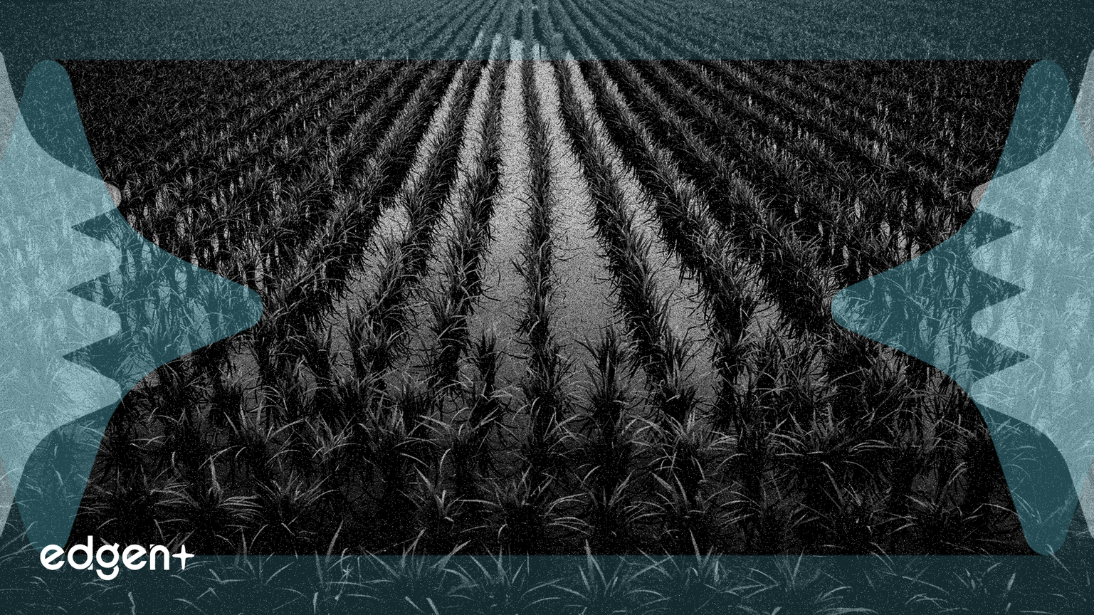 Valuation Models Signal MOS Stock is Undervalued by 30%