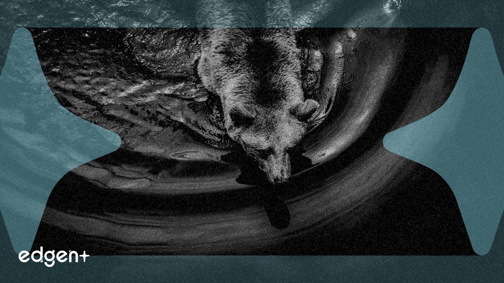 주가 약세 속 조에티스 배당금 인상