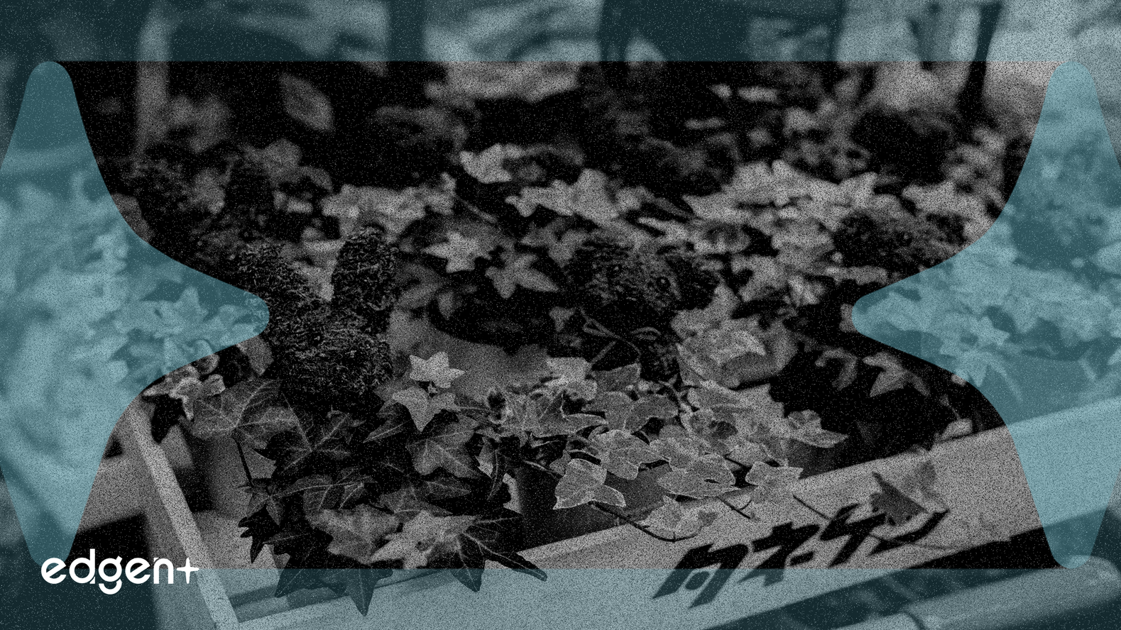 80 Acres Farms expande sus microvegetales a Walmart y Safeway