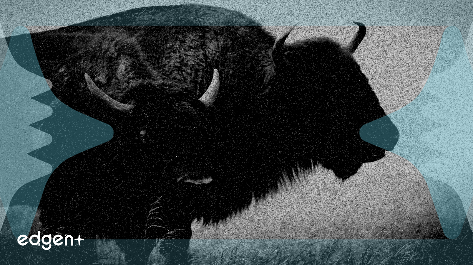 Data Questions "Buy the Dip" Strategy