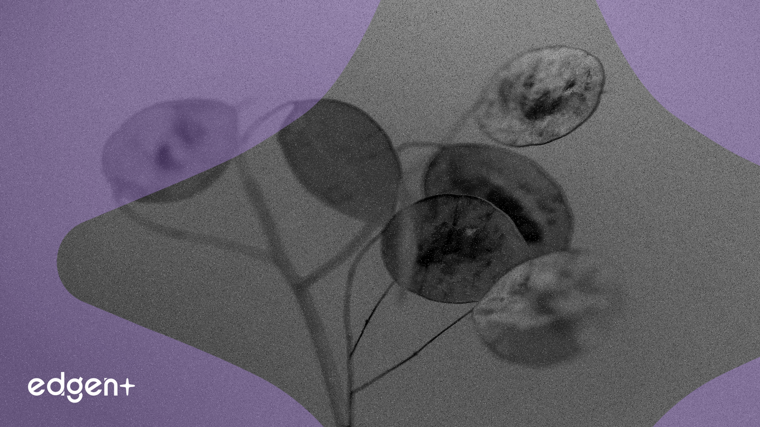 Une baleine réalise 1,31 million de dollars de profit grâce à la vente de tokens '4'