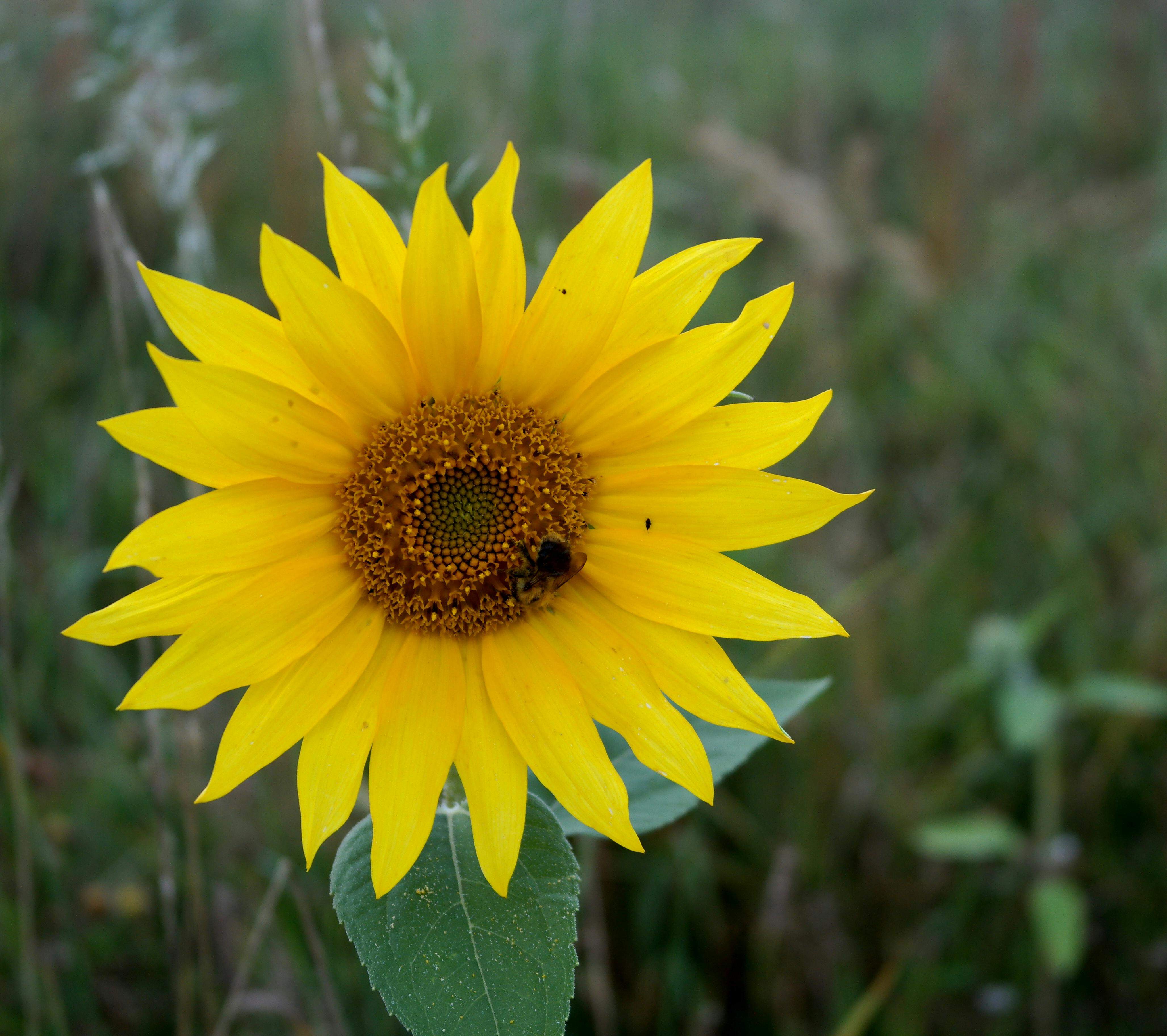 SunFlower 啟動「DeFi 4.0」戰略，融合 AI 和跨鏈功能與 DAO 治理，獲得主要機構支持