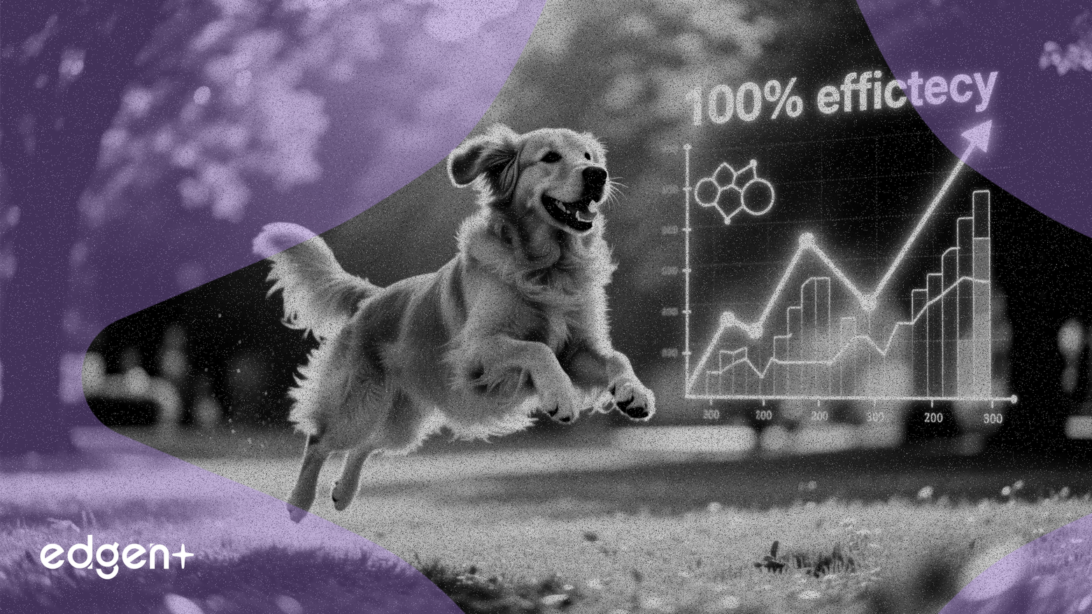 L'essai CBD d'Innocan démontre une efficacité de 100 % dans le soulagement de la douleur chez les chiens