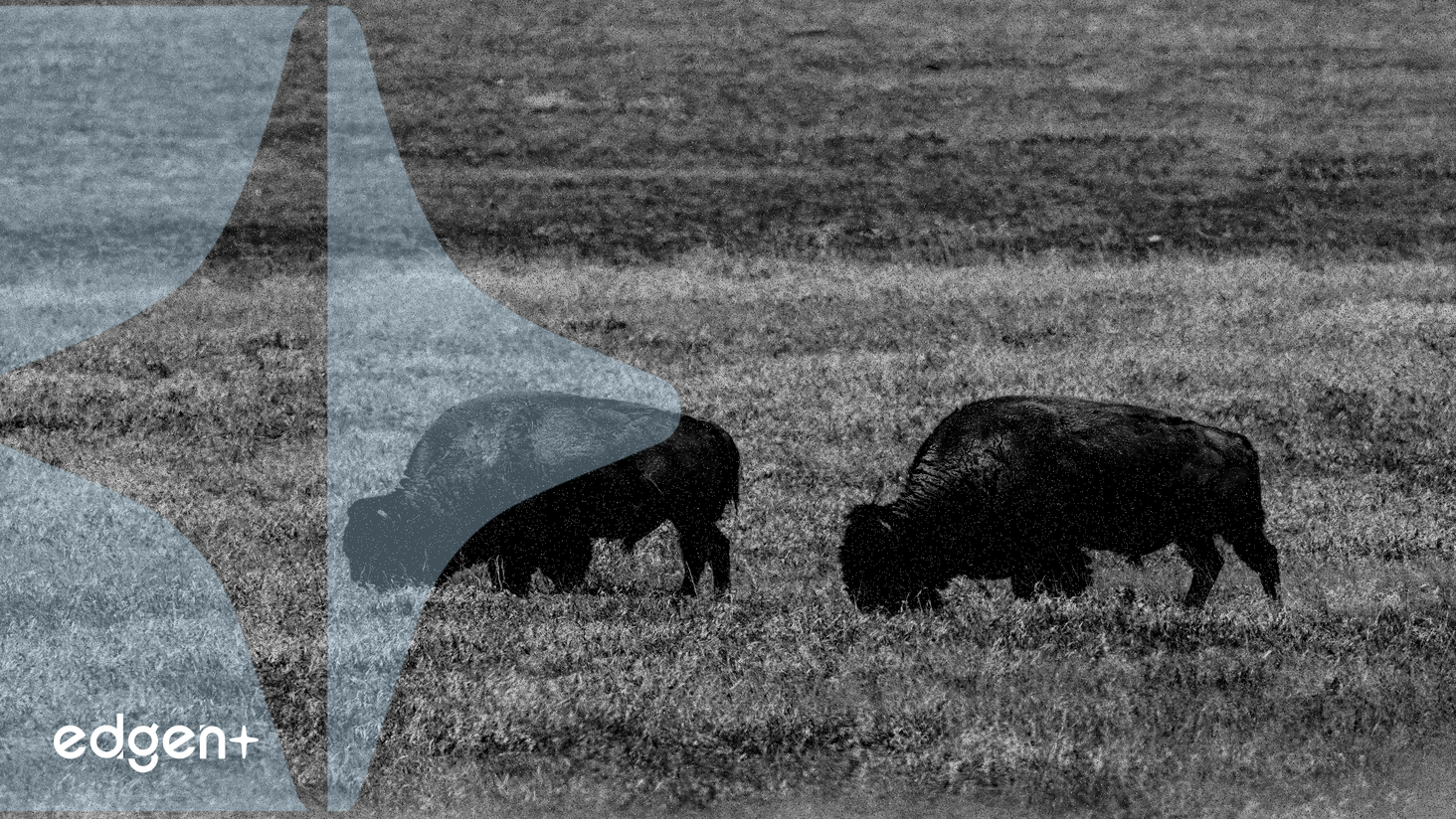 Archer Daniels Midland and Alltech Announce North American Animal Feed Joint Venture