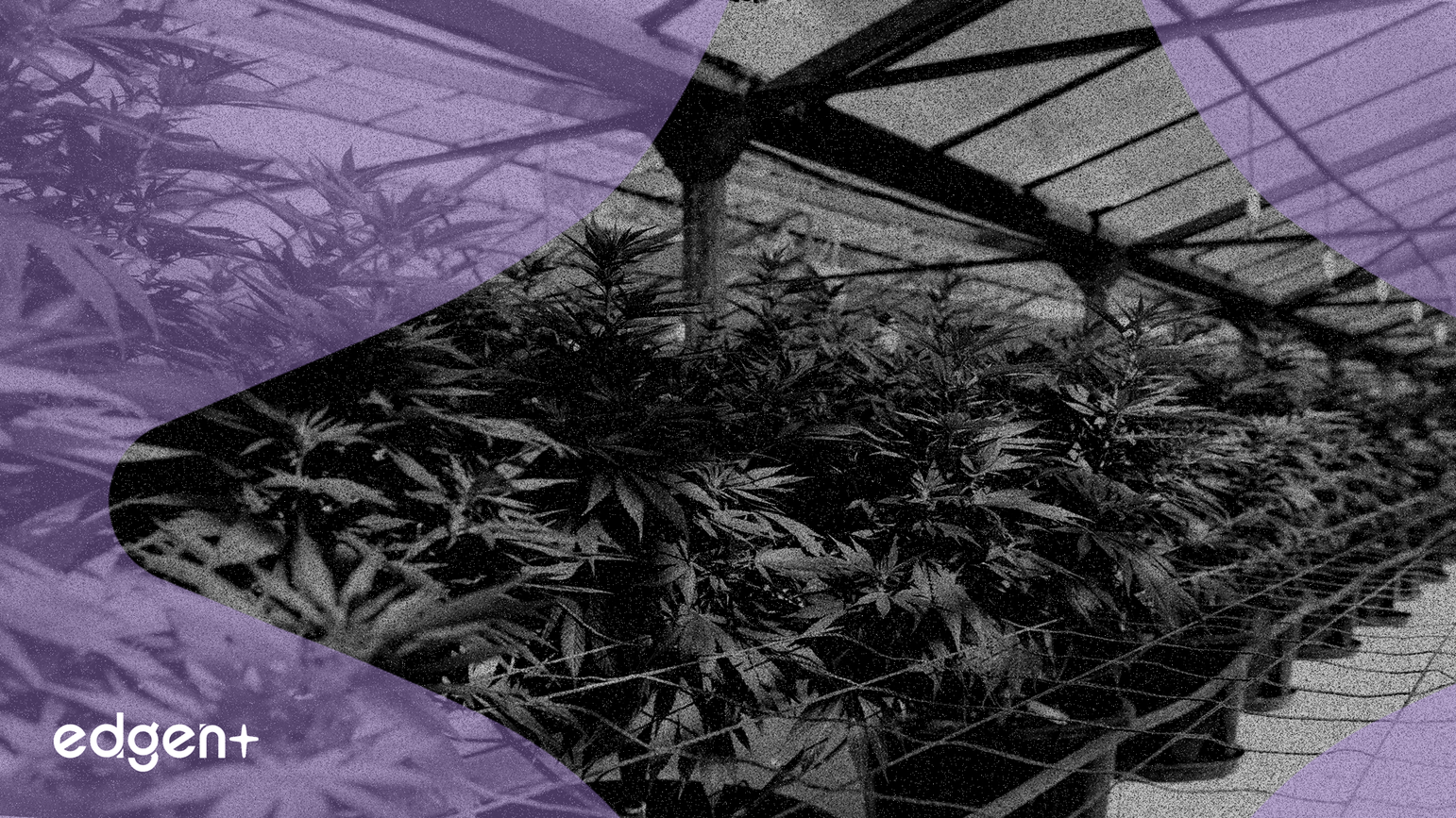 分析師稱川普大麻命令不會提振MSO現金流