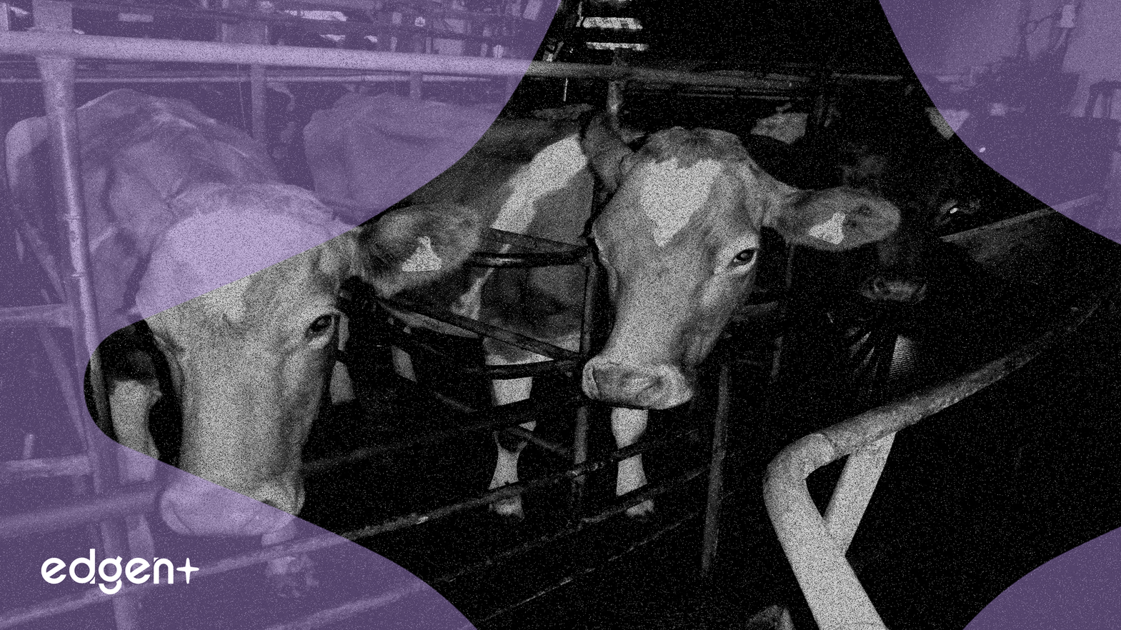 JBS股價在第三季度創紀錄收益後上漲9.6%