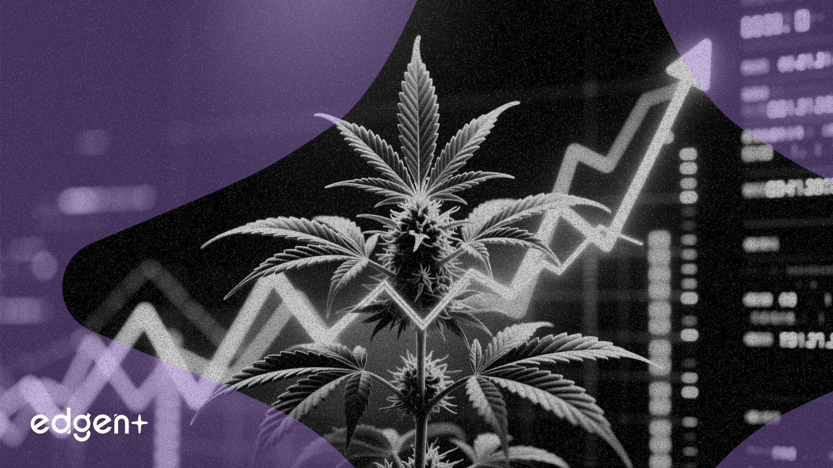 大麻重新分類計劃為受監管市場開闢道路