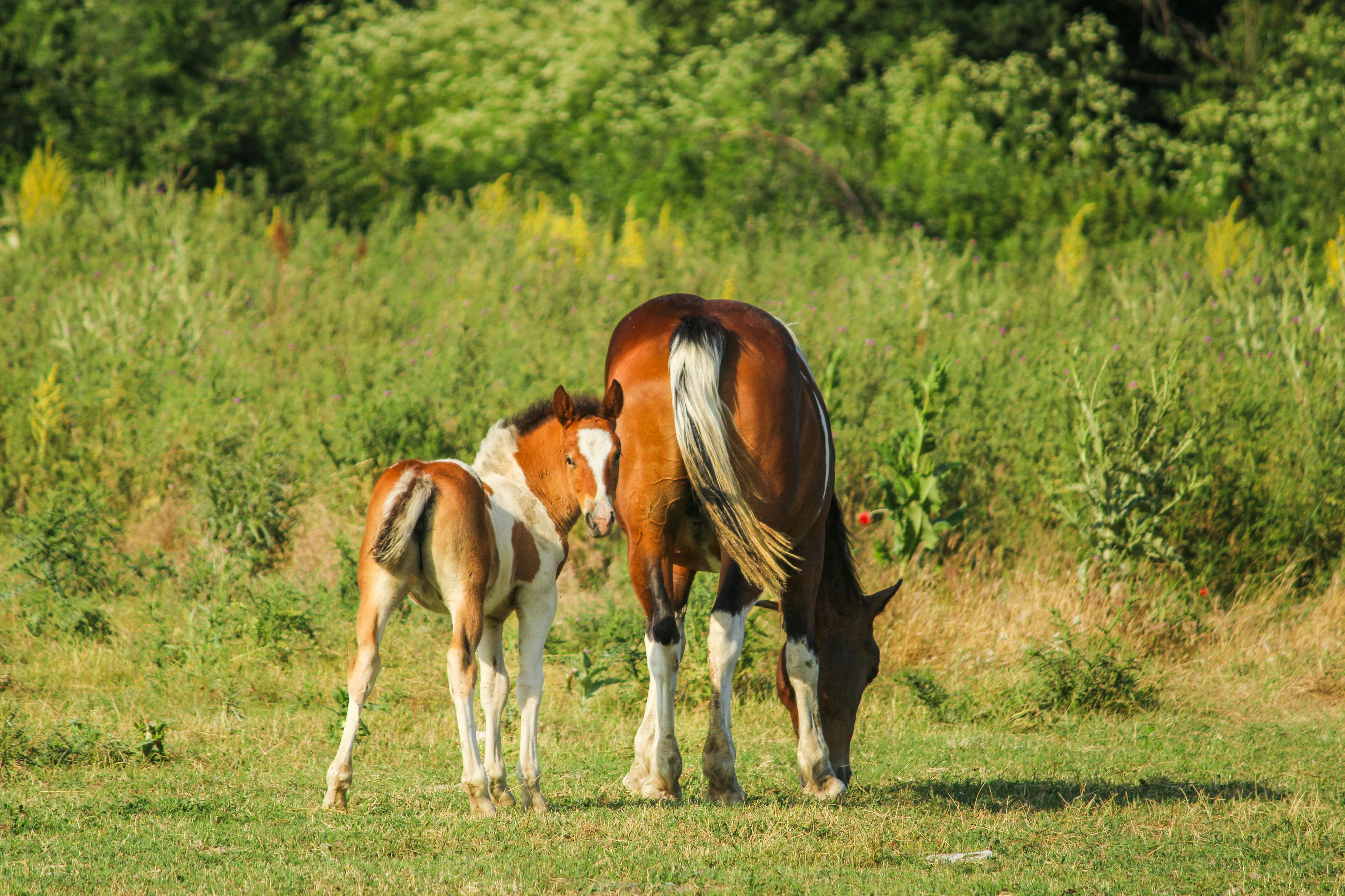 小馬智行透過卡達無人駕駛計程車合作擴大中東業務