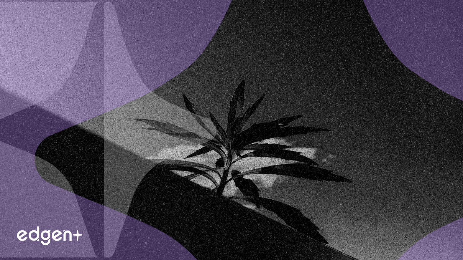 대마초 재분류로 Cronos 8억 2,400만 달러 규모 미국 M&A 전략 활성화