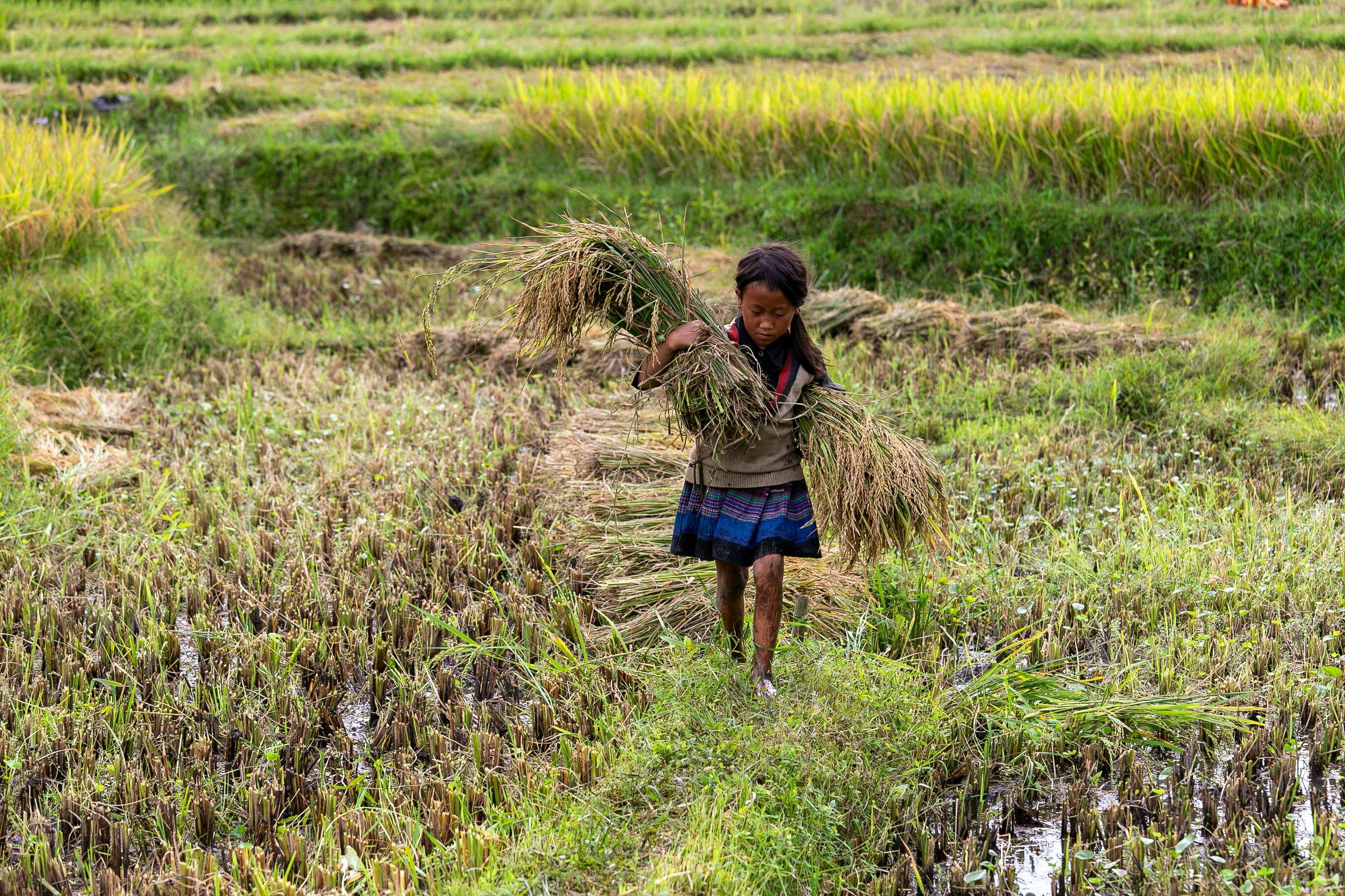 Arkansas Tarım Sektörü, Artan Maliyetler ve Düşen Fiyatlar Ortamında Önemli Mali Sıkıntılarla Karşı Karşıya