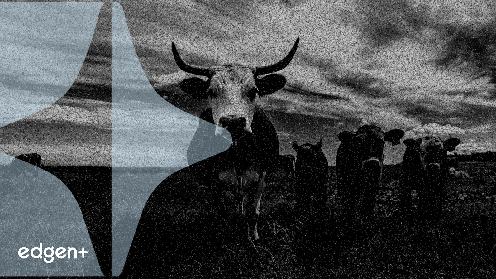 エランコ株、役員が72.4万ドル相当の株式を購入し2.4%上昇