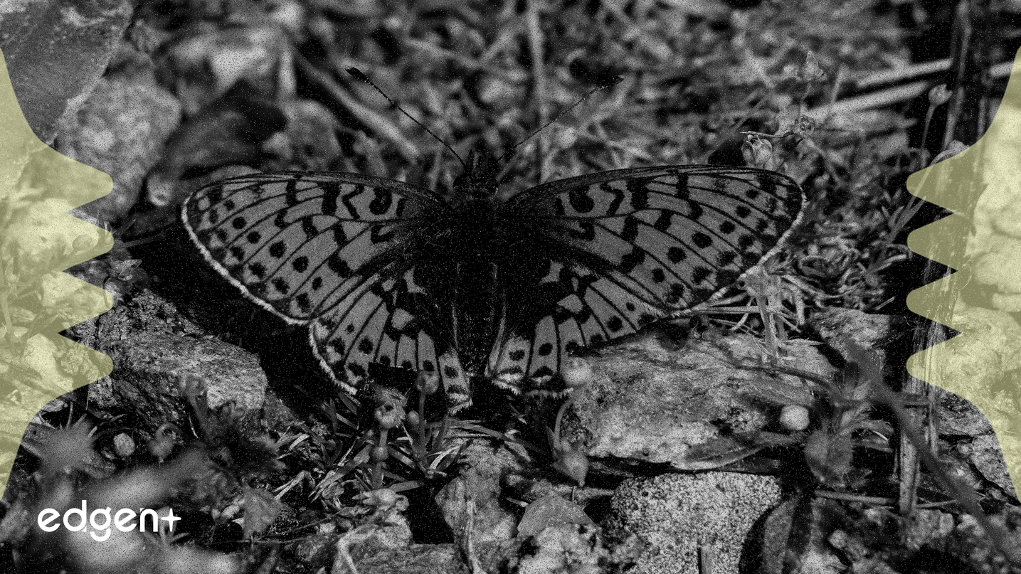 DOT của Polkadot tăng 6% giữa lúc khối lượng giao dịch tăng vọt, nhắm đến mở rộng DeFi