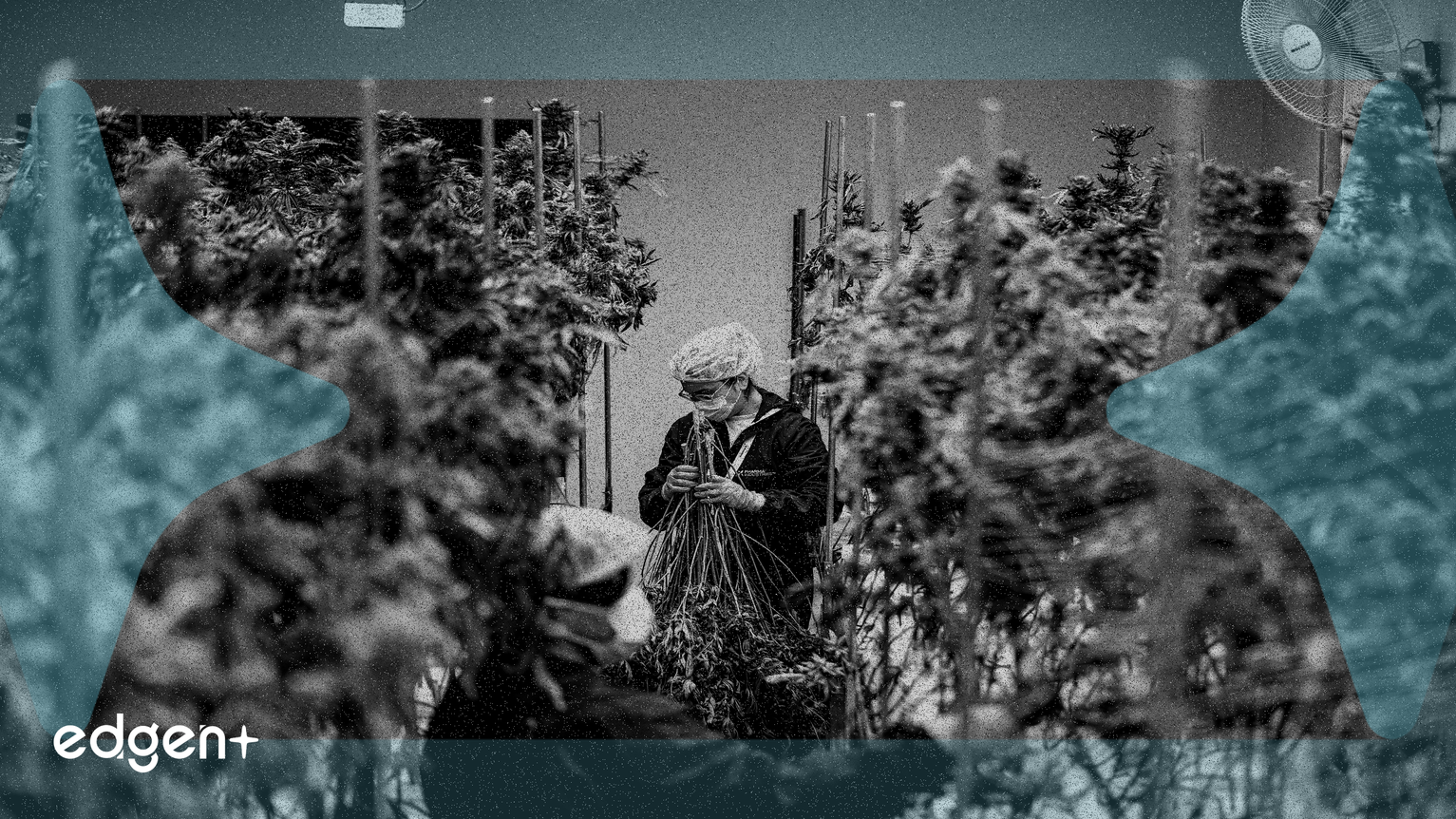 分析師下調盈利預期，Aurora Cannabis 期權波動性上升