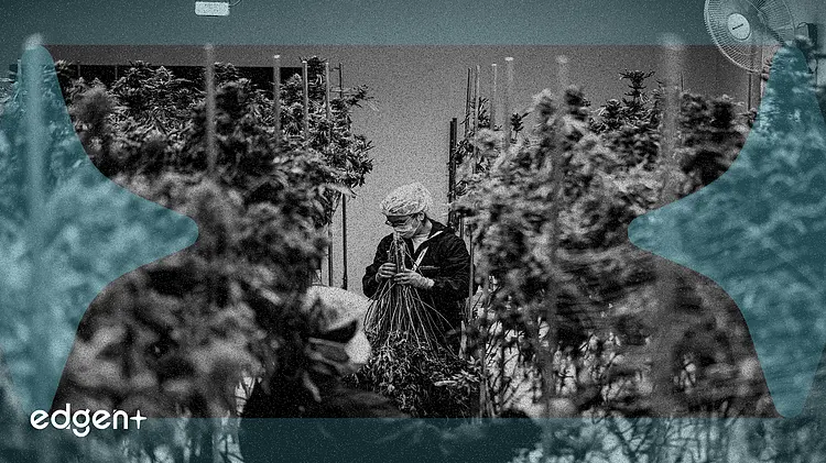 分析師下調盈利預期,Aurora Cannabis 期權波動性上升