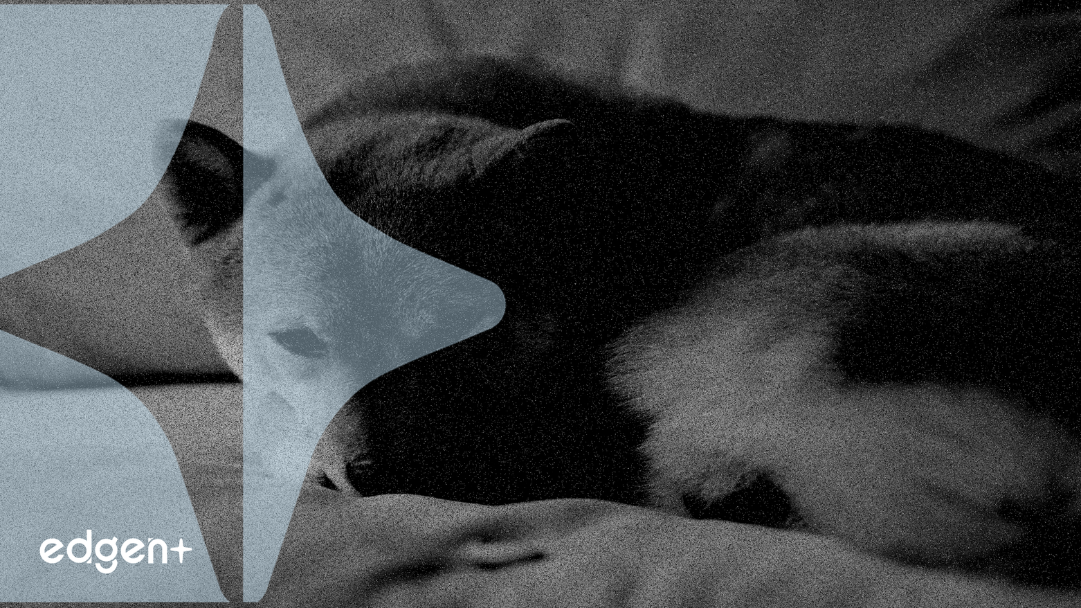 SHIB Whale Transfers $3.64M to OKX, Signaling Potential Sell-Off