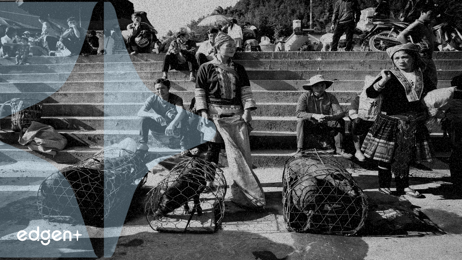 Shadow Exchange 在市場波動中展示 Sonic 區塊鏈上強大的 LP 保護和費用捕獲能力