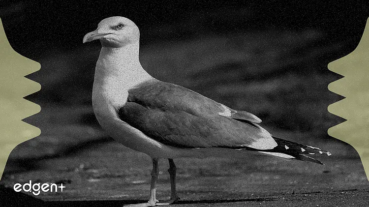 全球加密聯盟警告愛爾蘭「後門法案」威脅網絡安全,引發科技公司撤離擔憂