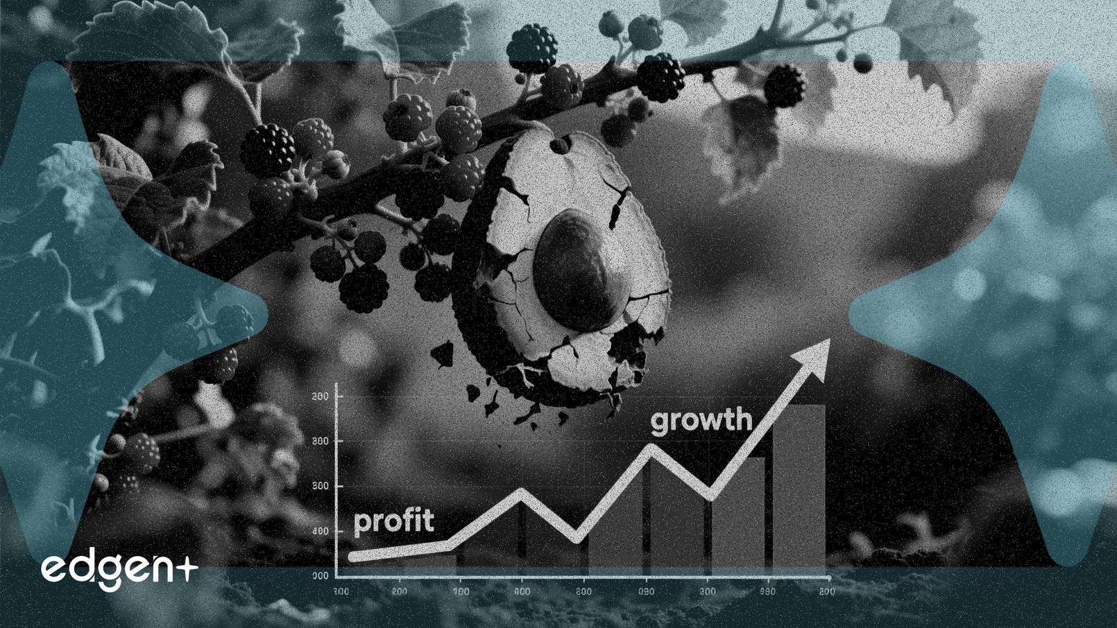 Mission Produce parie sur les baies, échangeant le profit contre la croissance