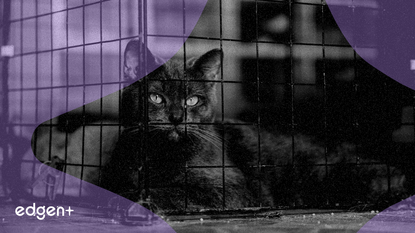 Le nombre de millionnaires en cryptomonnaies bondit de 40% à 241 700 à l'échelle mondiale, au milieu de l'expansion du marché