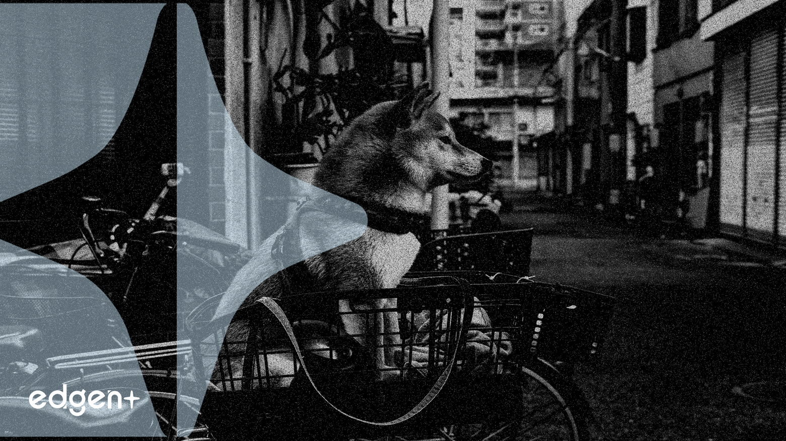 ゴールドマン・サックスがChewyの目標株価を52ドルに引き上げ