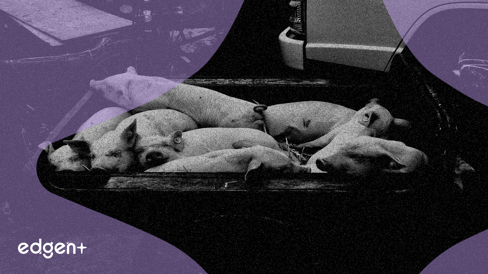 Muyuan Foods Revenue Plummets 36% on Weak Hog Prices