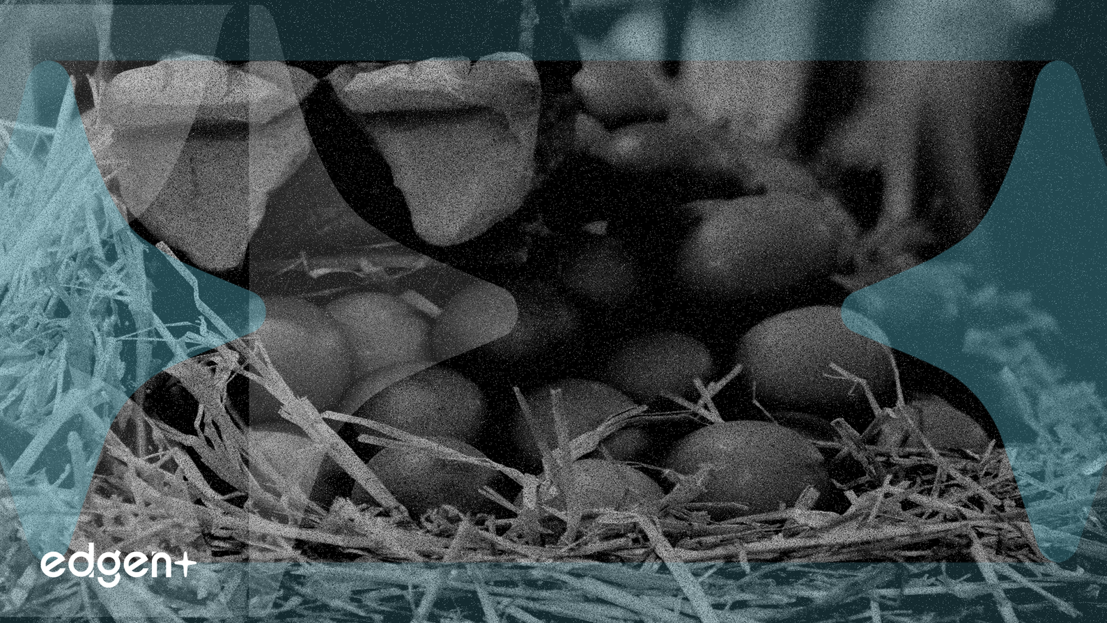 Cal-Maine 利润因强劲收益而飙升