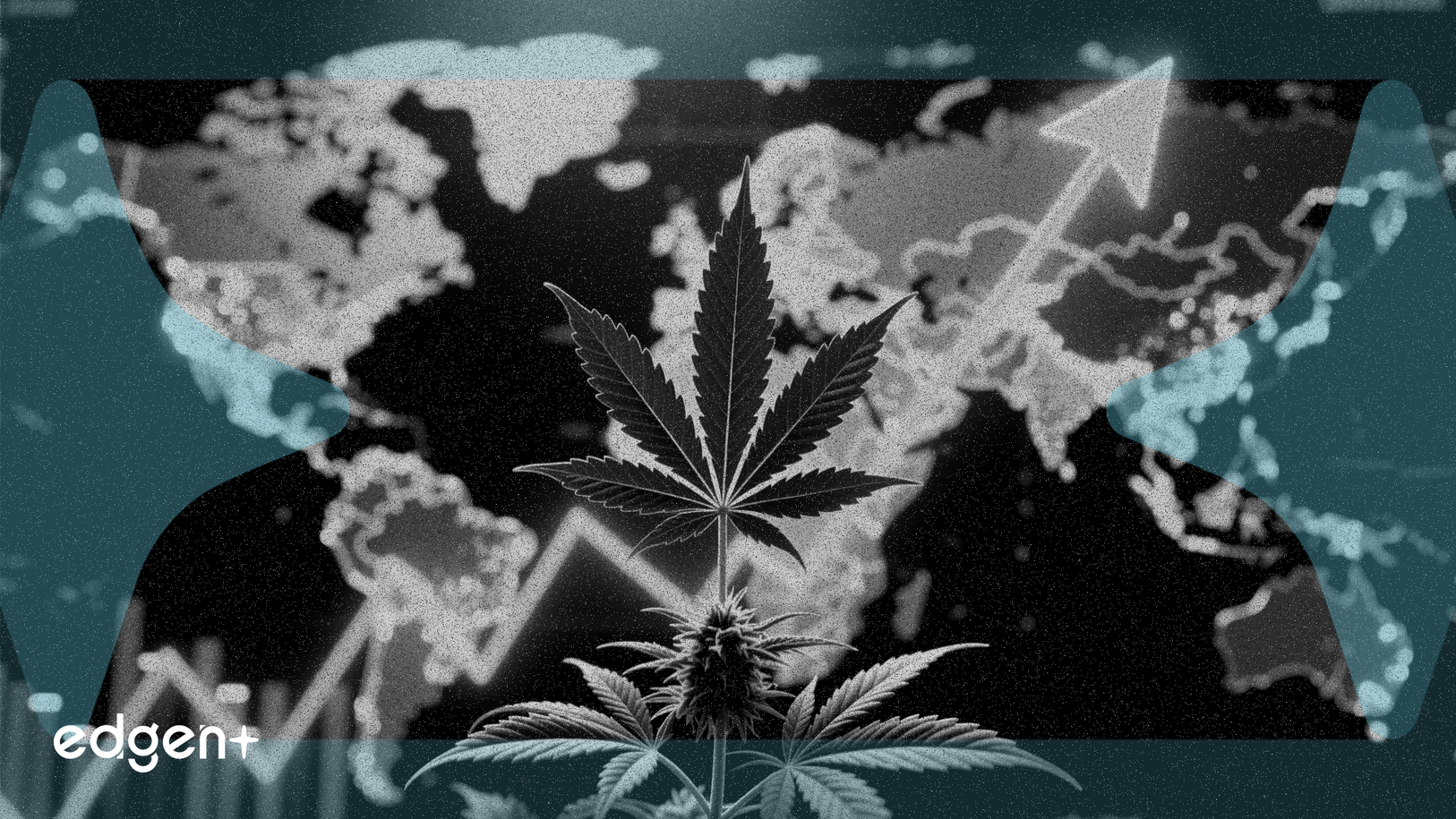 Tilray国际大麻销售额增长36%