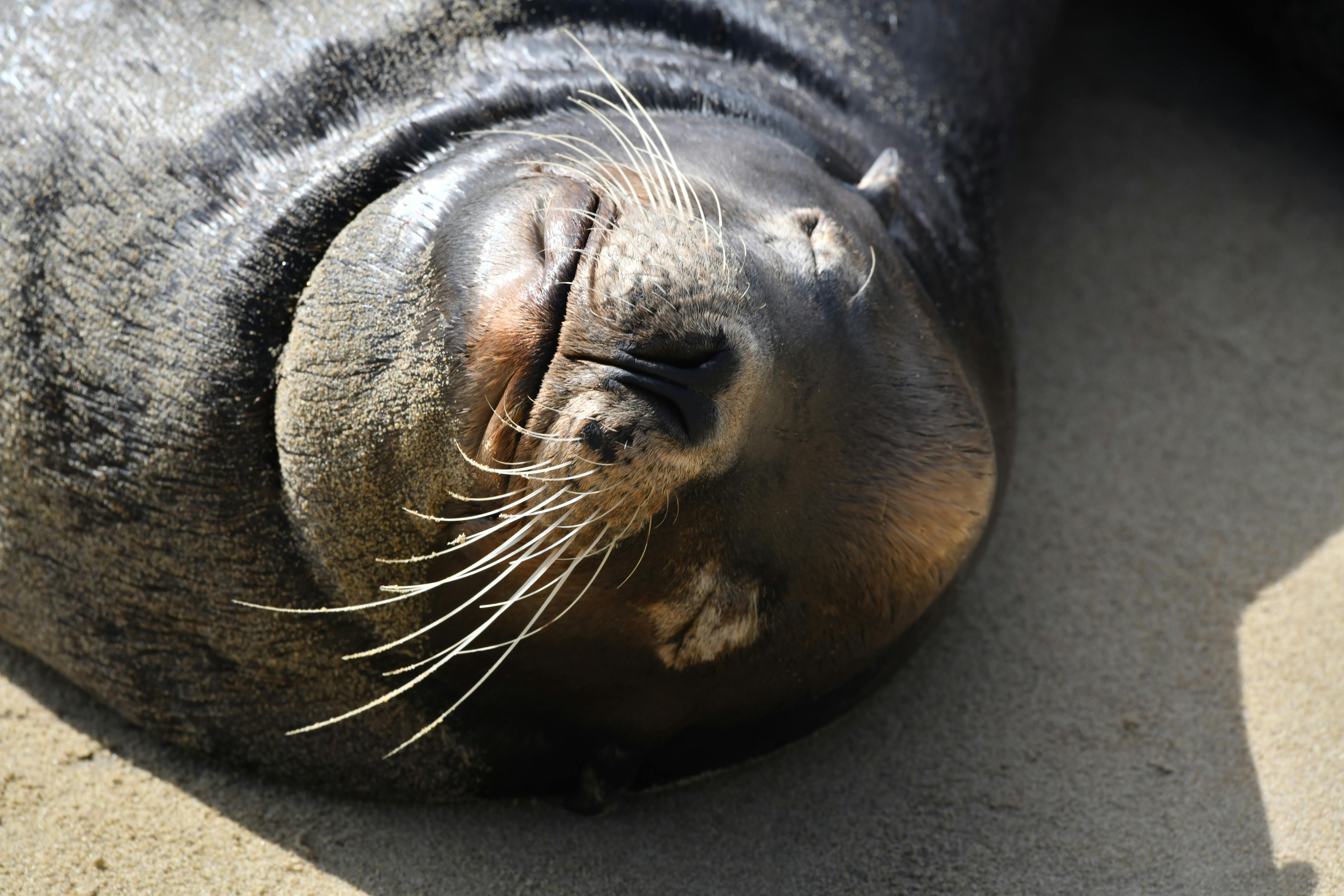 Union Pacific y Norfolk Southern proponen fusión ferroviaria transcontinental