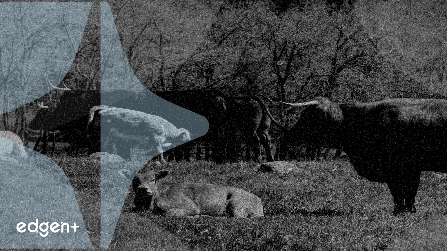 Tyson cierra plantas de carne de res mientras las colocaciones de ganado en EE. UU. caen un 11 %