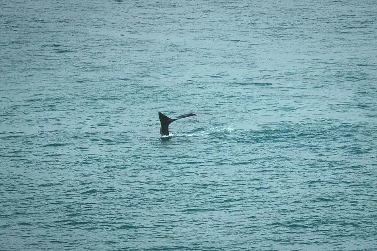 Quatre nouveaux portefeuilles retirent 78 229 ETH (342 M$) de Kraken