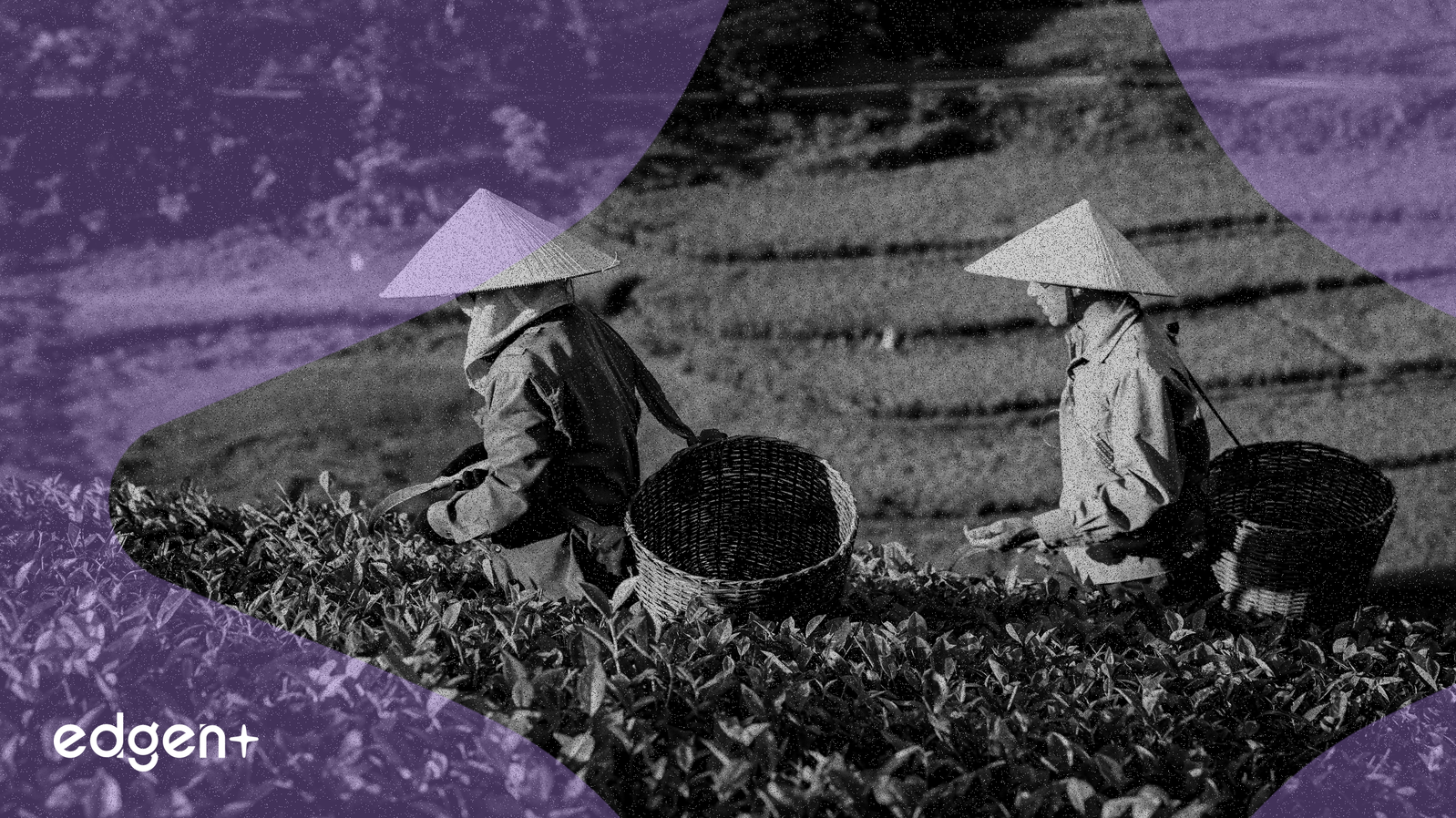 Mosaic Company informa resultados mixtos del segundo trimestre, las acciones se recuperan por las perspectivas de producción ajustadas